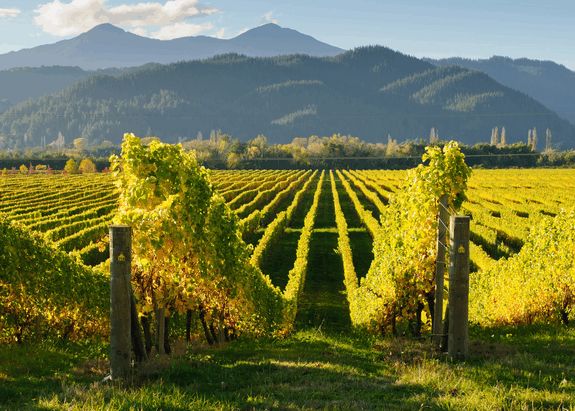 8 Best Wine and Cycling Tours in New Zealand