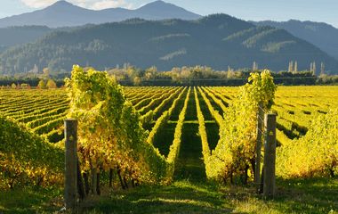 8 Best Wine and Cycling Tours in New Zealand