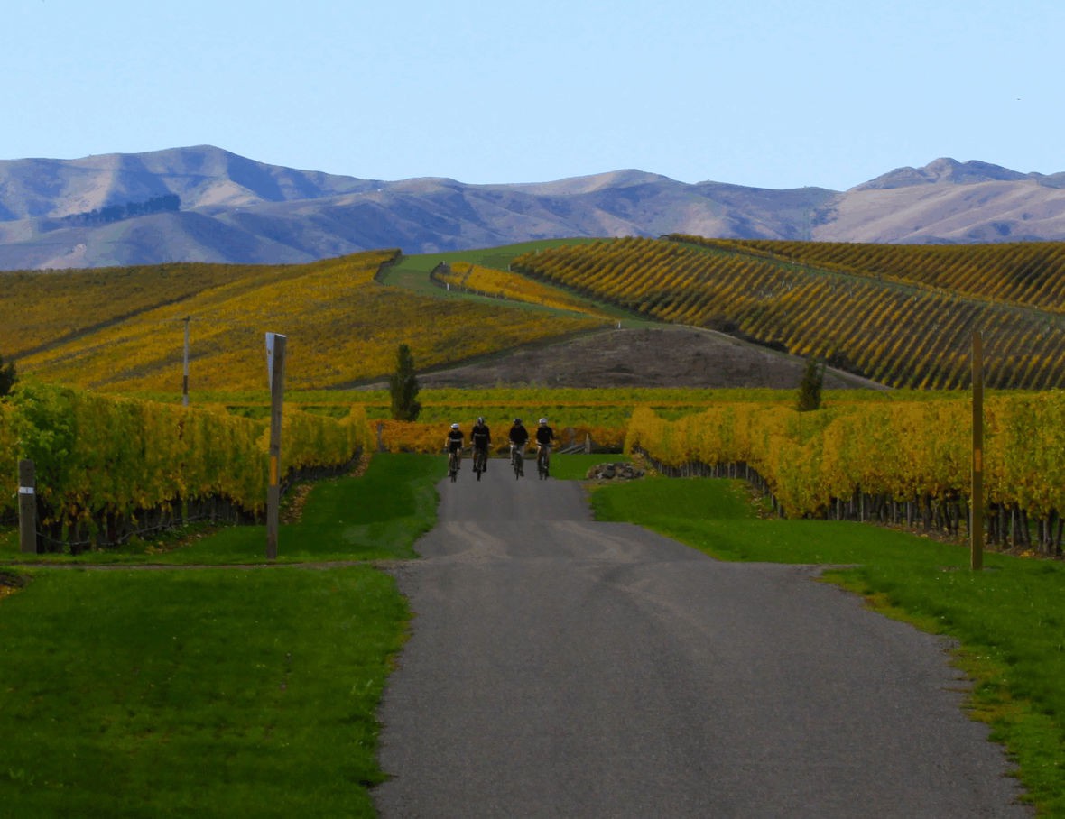 Cyclists riding in vineyard country