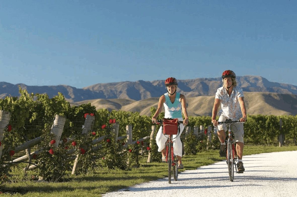 Couple on bikes riding past vineyards