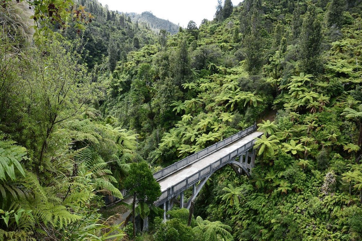 Bridge in the rainforest