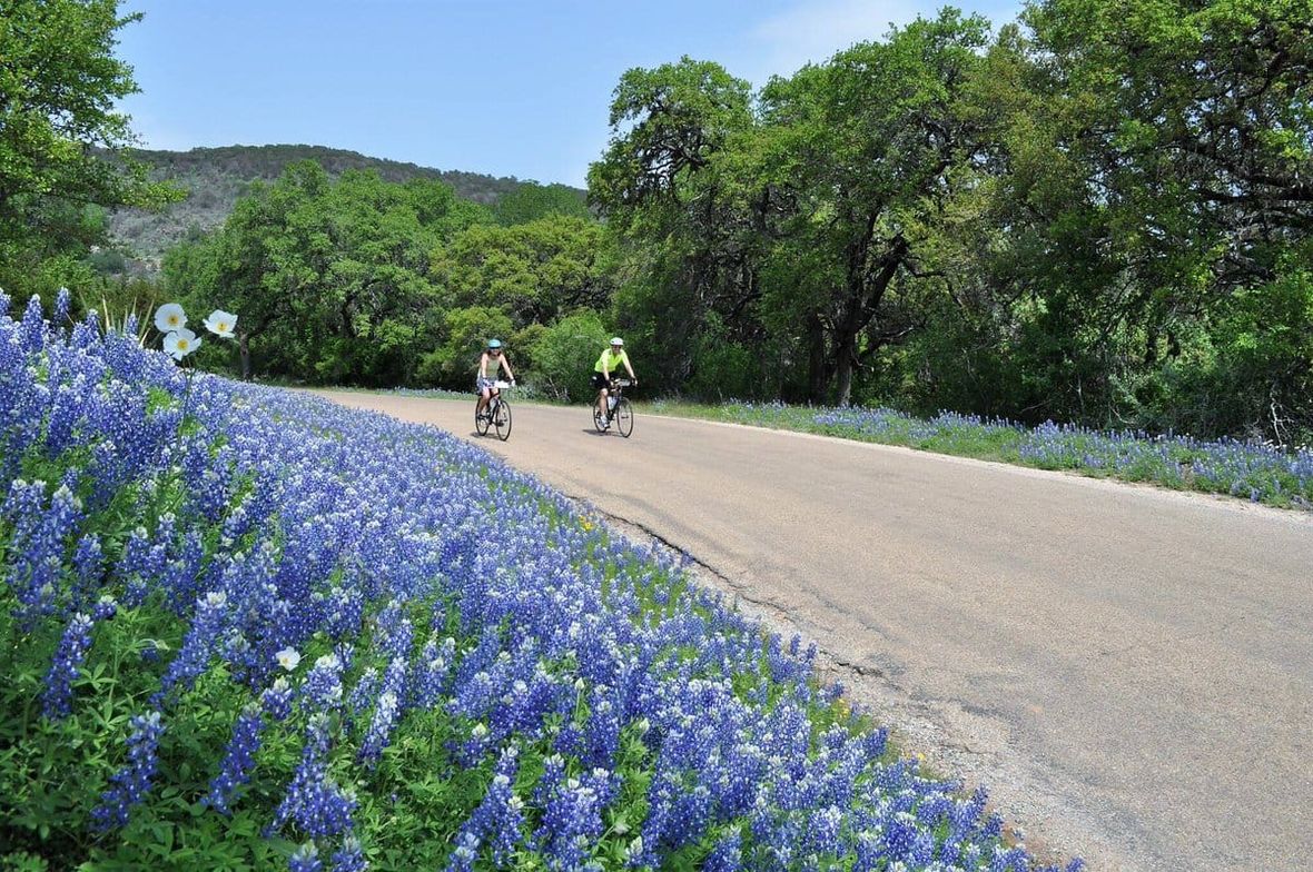 Texas Bluebonnets