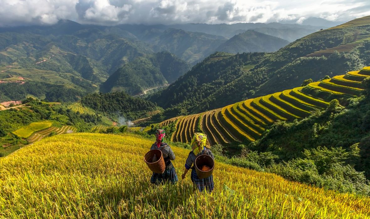 The mountainous terraced rice fields of Sapa, Vietnam