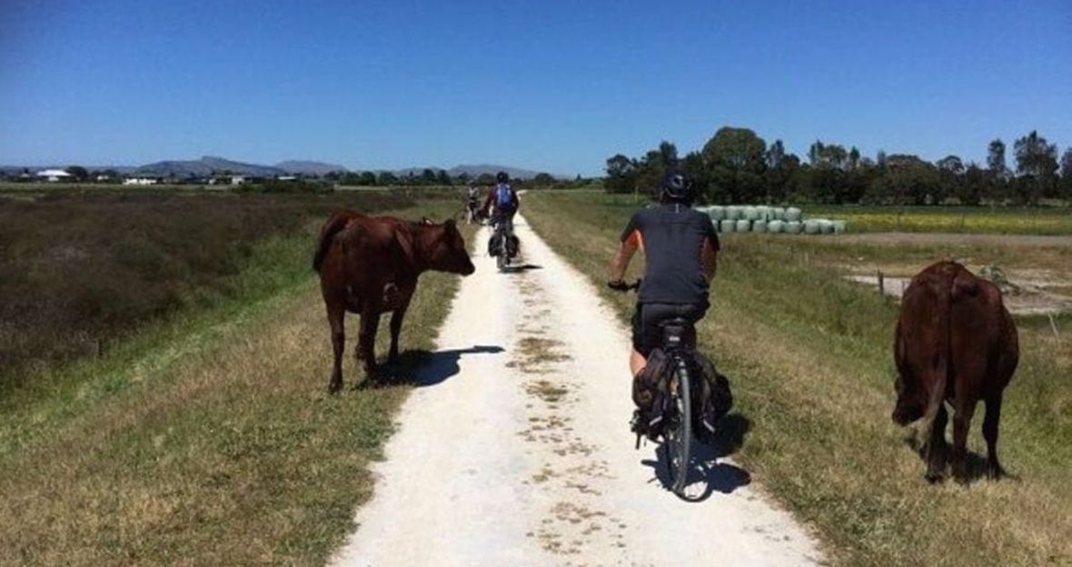 Hawke's Bay easy cycling tour New Zealand