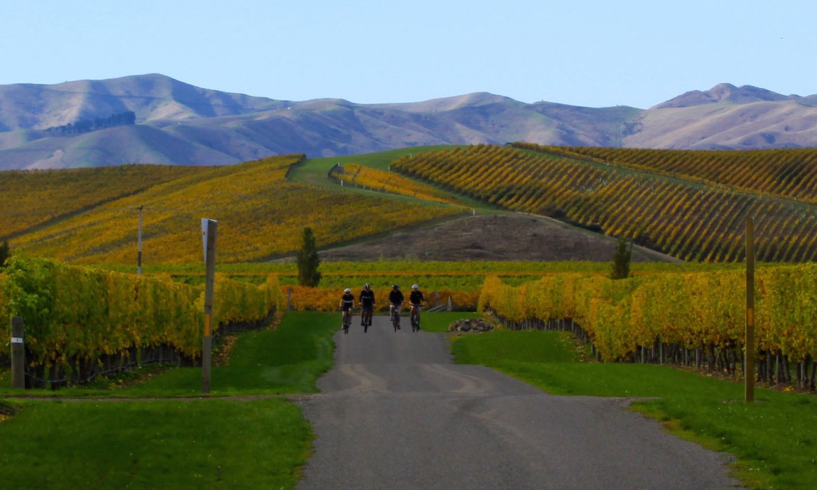 Wine trail cycling tour Marlborough, South Island NZ