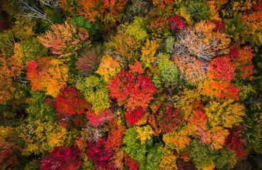 Aerial shot of fall trees