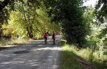 Cycling on leafy road