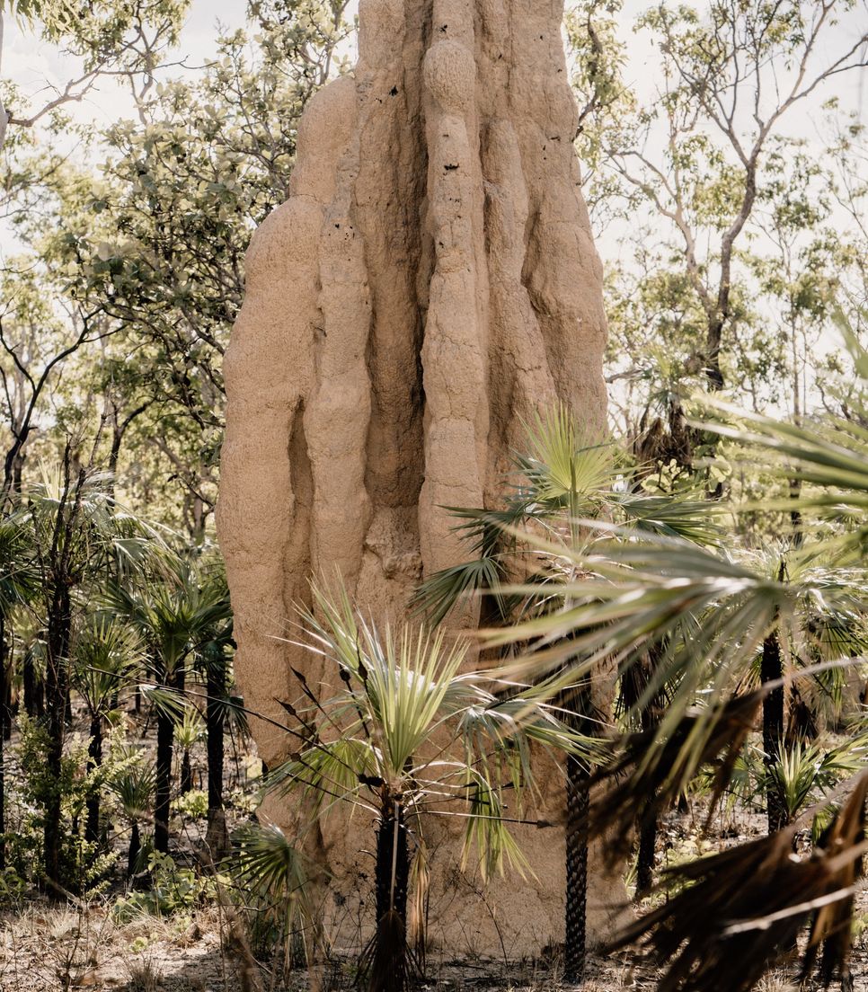 Marvel at the size of the termite structures that punctuate the landscape