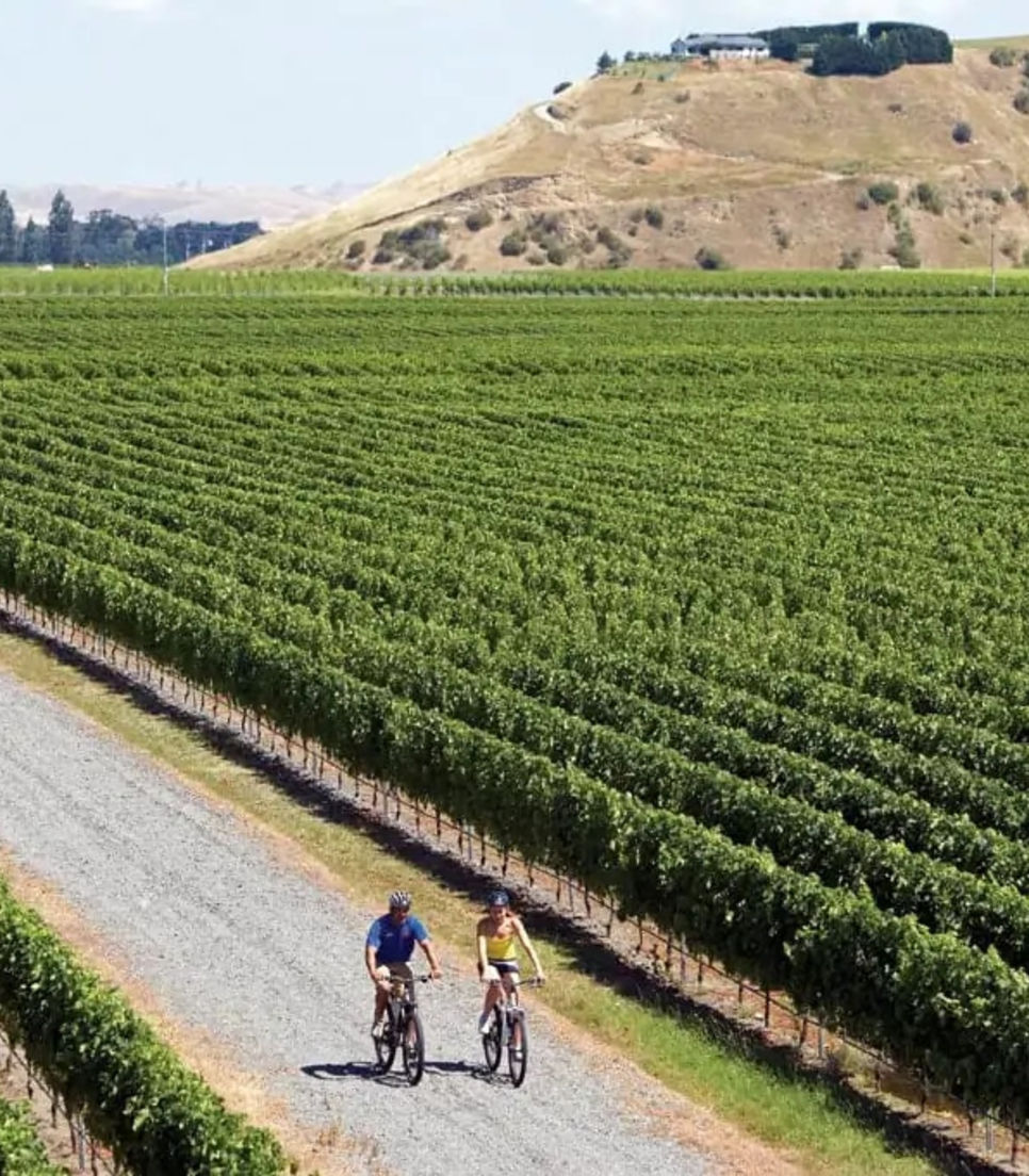 Ride through trails with gorgeous views of vineyards as far as the eye can see