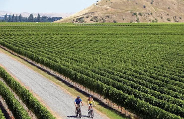 Cyclists on road between vineyards