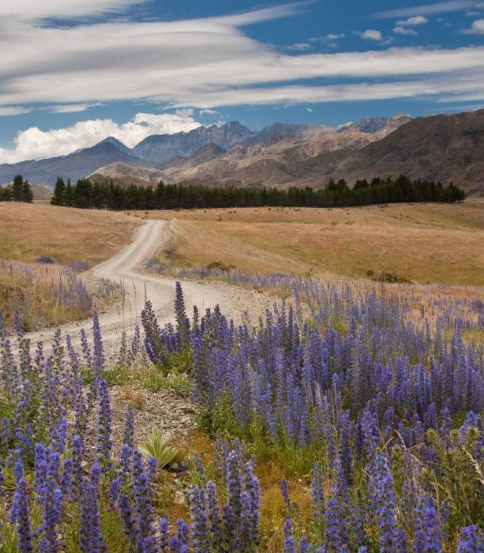 Head to the South Island and enjoy a tour off the beaten track