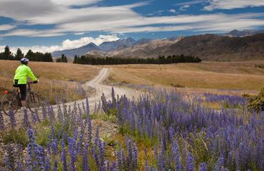 Cyclist riding towards mountains with purple flowers in foreground