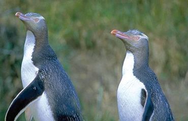 Two penguins looking up