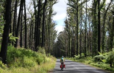 Cyclist pedaling through a forest