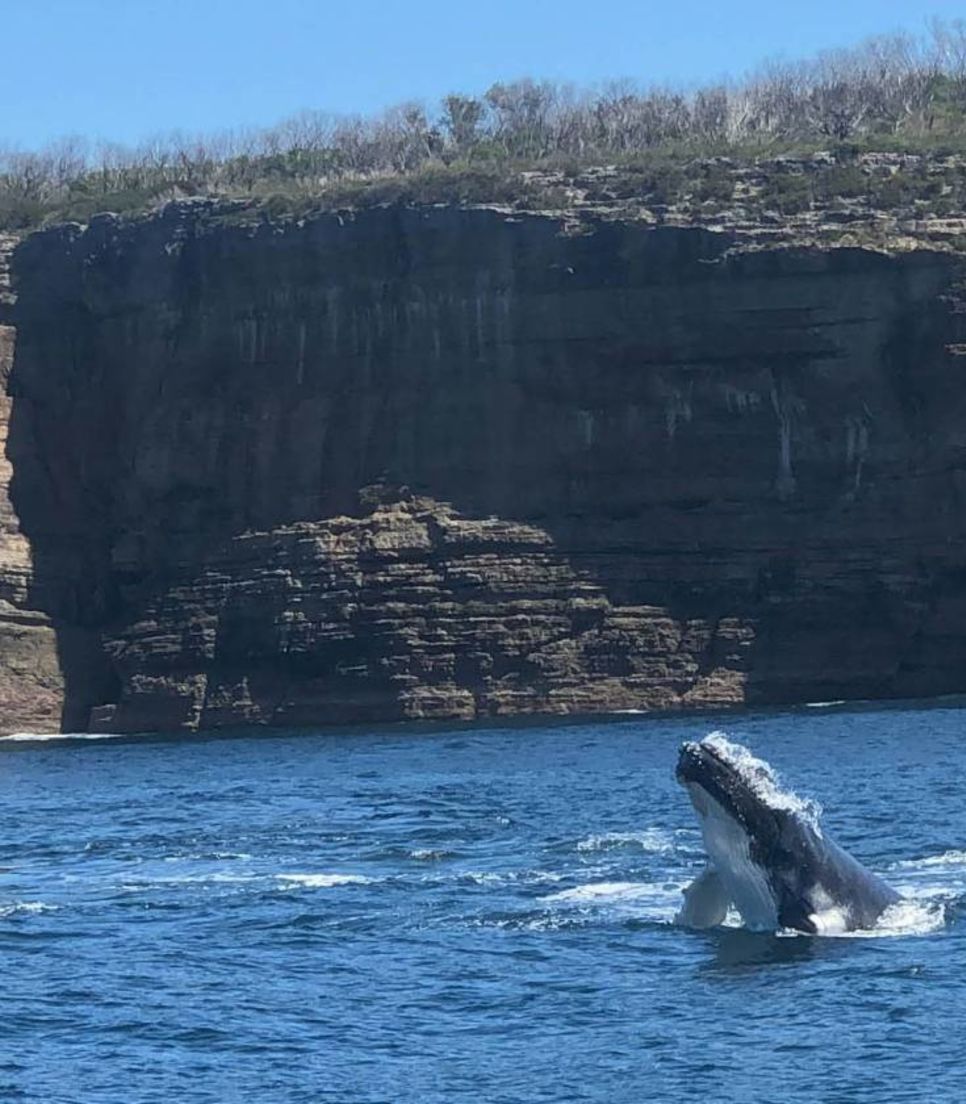 Travel during the migration season from May to September and you might just see humpback whales at Jervis Bay 