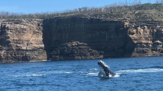 Travel during the migration season from May to September and you might just see humpback whales at Jervis Bay 