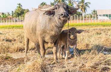Water buffalo and calf