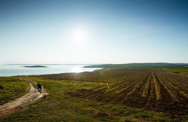 Cyclist by the vineyard