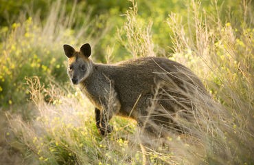 Wallaby in the long grass