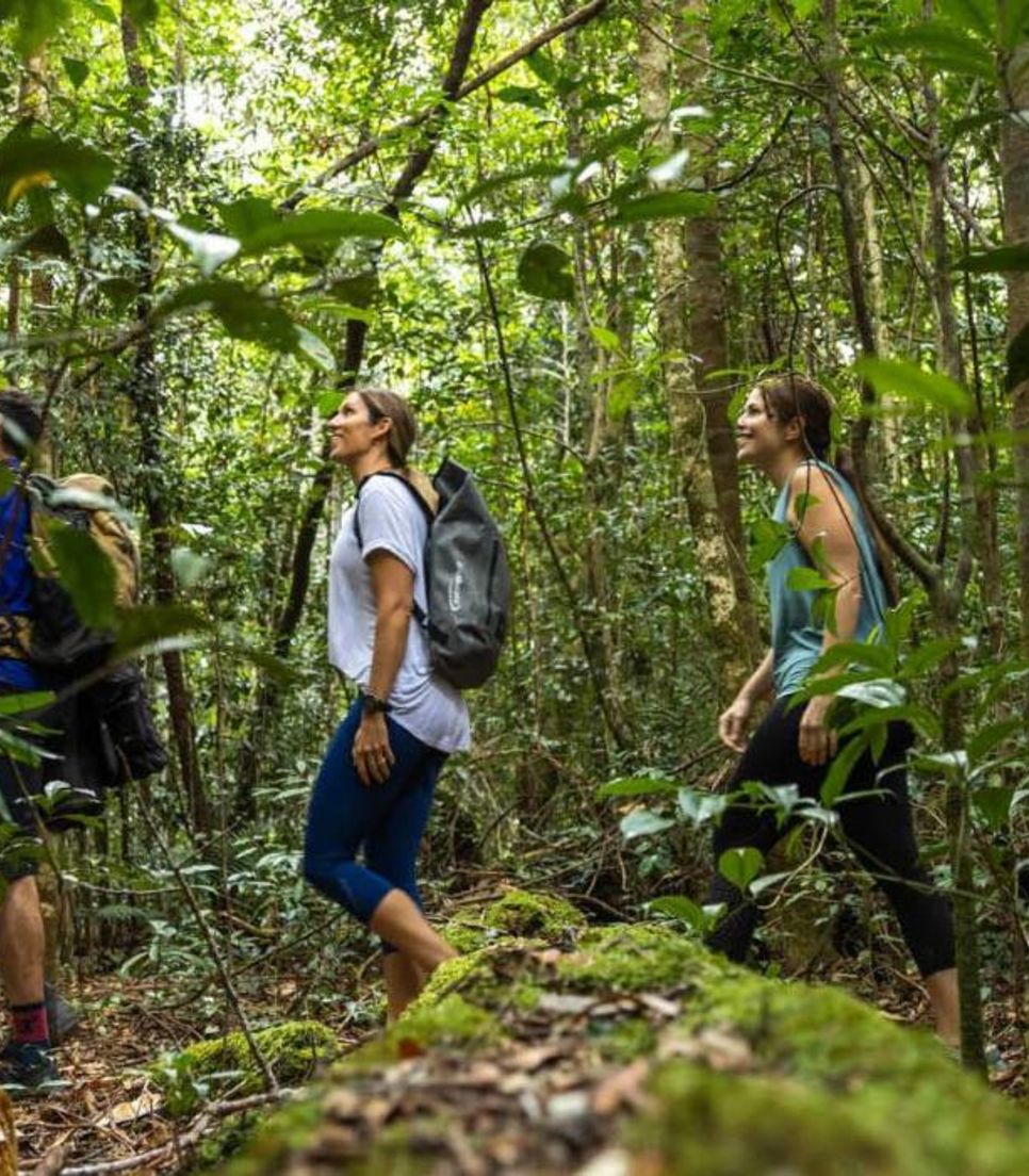 Experience and see the best of Australia's rainforest up close with a forest hike