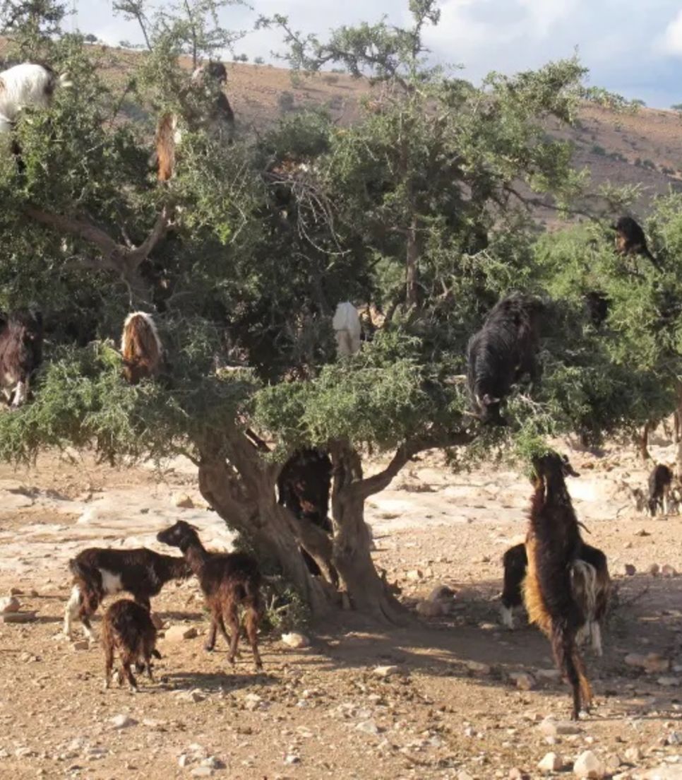 You'll never get tired of the views especially when you see tree climbing goats like these