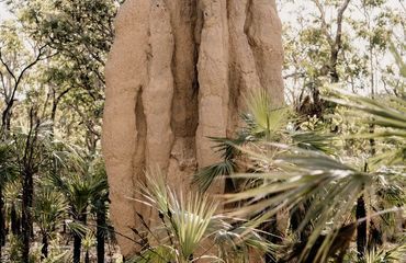 Massive termite mound