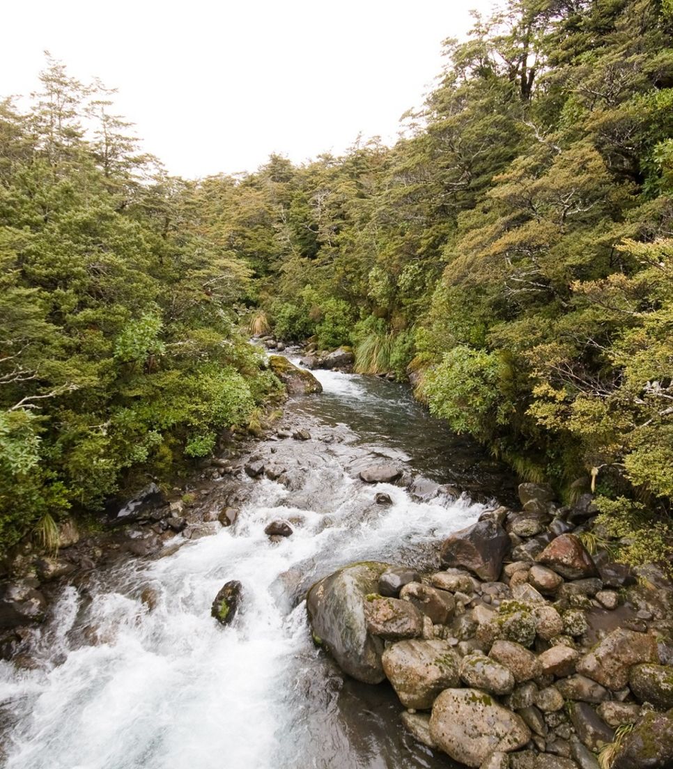 Max out your senses with serene lake views, powerful waterfalls, sweet birdsong and wild bush views.