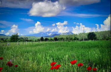 Wildflowers in meadow with mountainous background