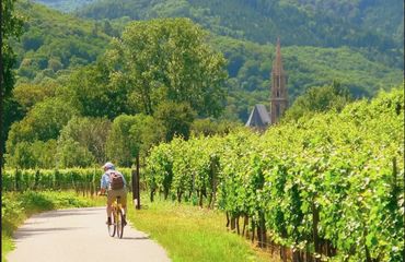 Cyclist riding by vineyards