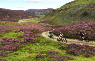Cyclists riding a rural track surrounded by pink heather
