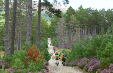 Cyclists riding down trail road surrounded by pines and heather