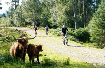 Cyclists riding past highland cows
