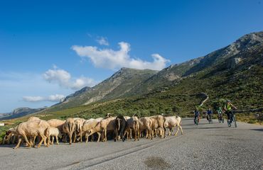 Cyclists with livestock on the road