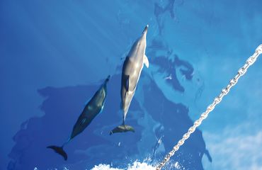 Dolphin in the blue water