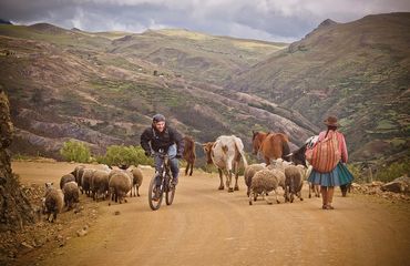 Cyclist riding uphill with local sheep herder walking down