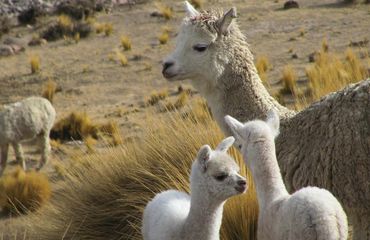 Llamas and baby llamas