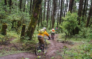 Mountain bikers in the forest