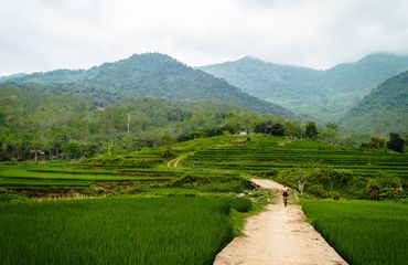 Rice terraces