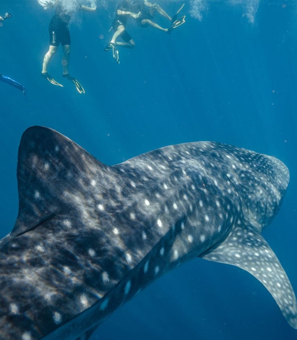 Don't miss the thrilling experience of swimming with whale sharks