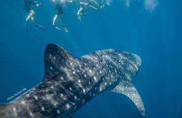 Whale sharks