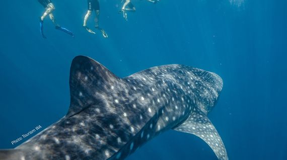 Don't miss the thrilling experience of swimming with whale sharks