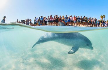 People watching a dolphin