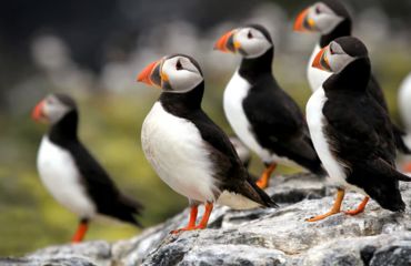 Puffins on the rocks