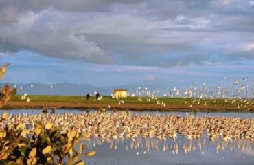 Flocks of birds over the water