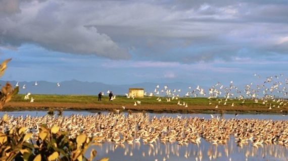 Visit the Pūkorokoro Miranda Shorebird Center along the way