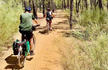 People cycling through pine trees