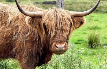 Highland cow