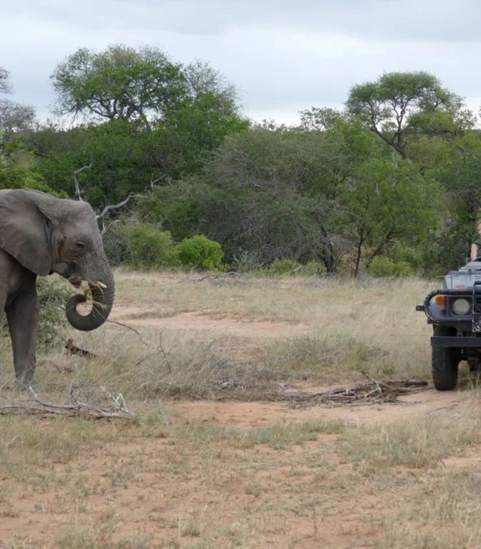 Go on some superb game drives to spot the Big 5