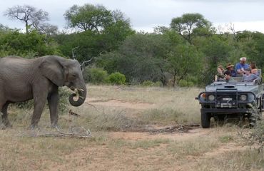 Elephant and safari jeep