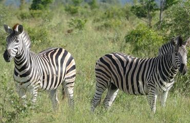 Zebras in the wild